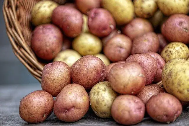 Kartoffeln als Grundnahrungsmittel Küchentips